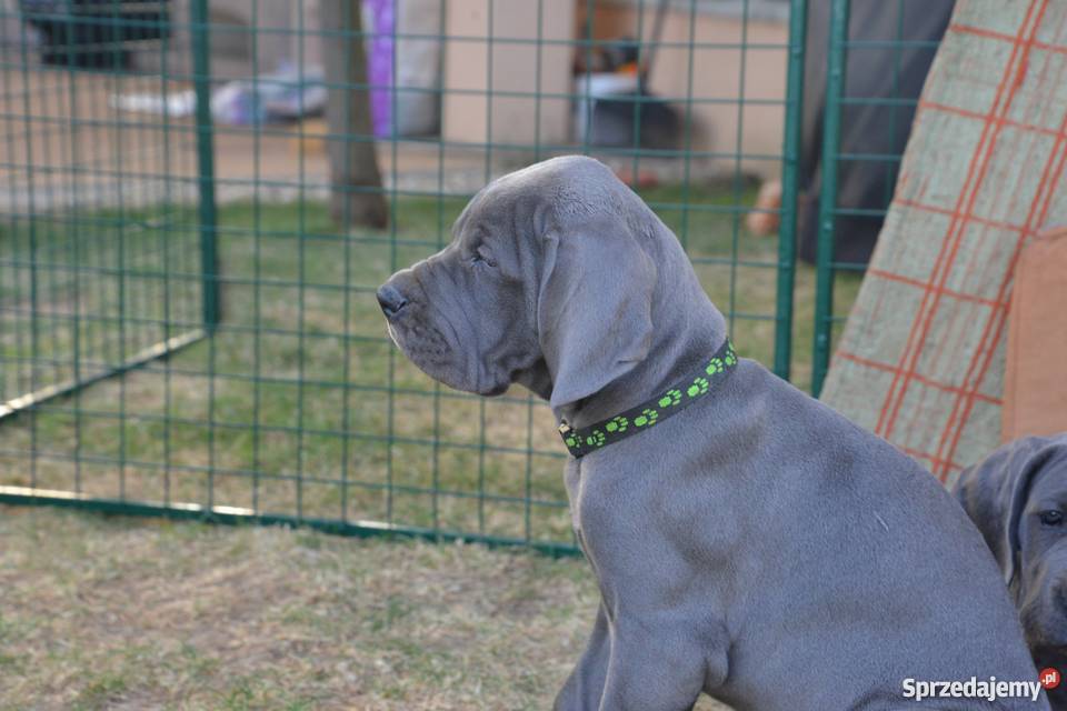 Dog Niemiecki błękitne Katowice