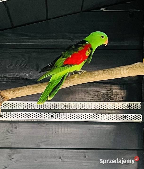 Krasnopiórka czerwonoskrzydłe Ptaki Mnich sprzedam