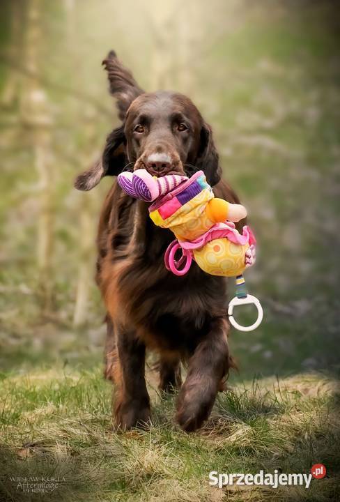 FlatCoated Retriever czekoladowe suczki ZKwP FCI Tarnów