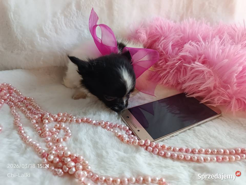 Chihuahua chłopiec samiec dlugowlosy Inowrocław