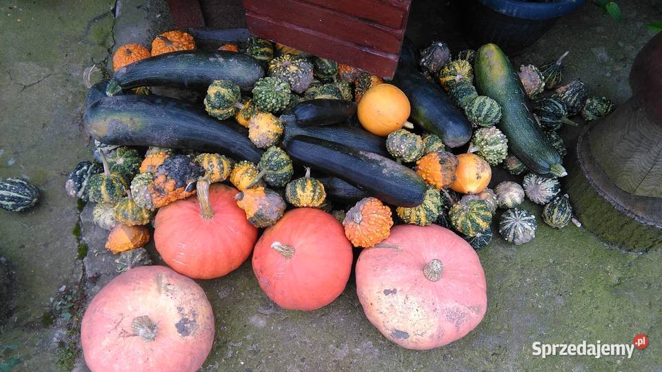 Topinambur Słonecznik bulwiasty opolskie