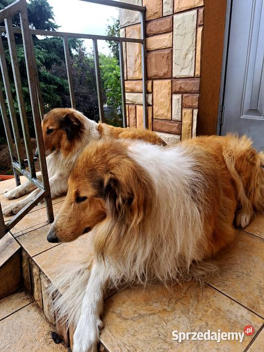 Owczarek Szkockie Collie szczeniaki Radom