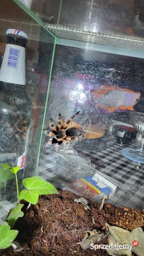 Hamorii kujawsko-pomorskie Włocławek