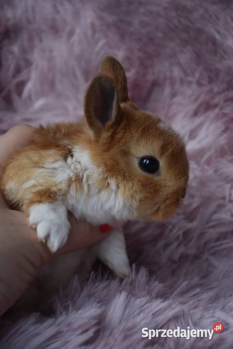 Karzełek rex króliki karzełki Mini kujawsko-pomorskie Włocławek sprzedam