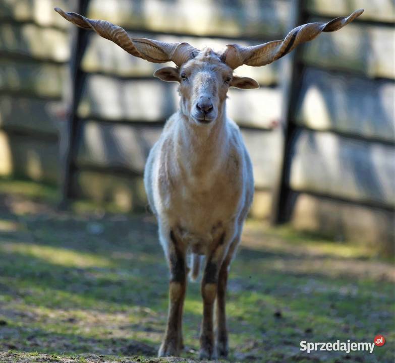Baran racki śruborogi świętokrzyskie Lisów