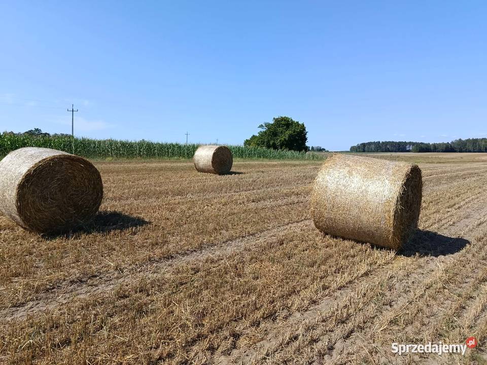 Słoma w belach rozmiar 130 Hornowo