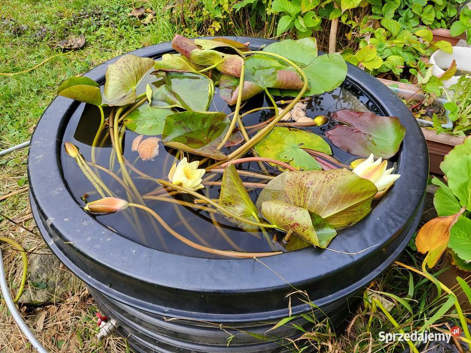 Dekieltaca na rurę plastikową 80 wewn
