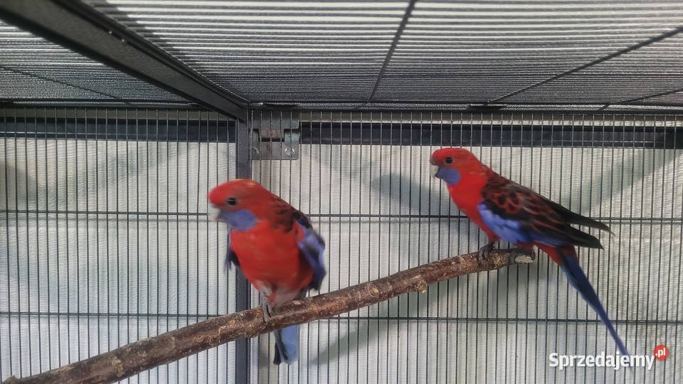 Papugi rozelle krolewskie Wieliczka