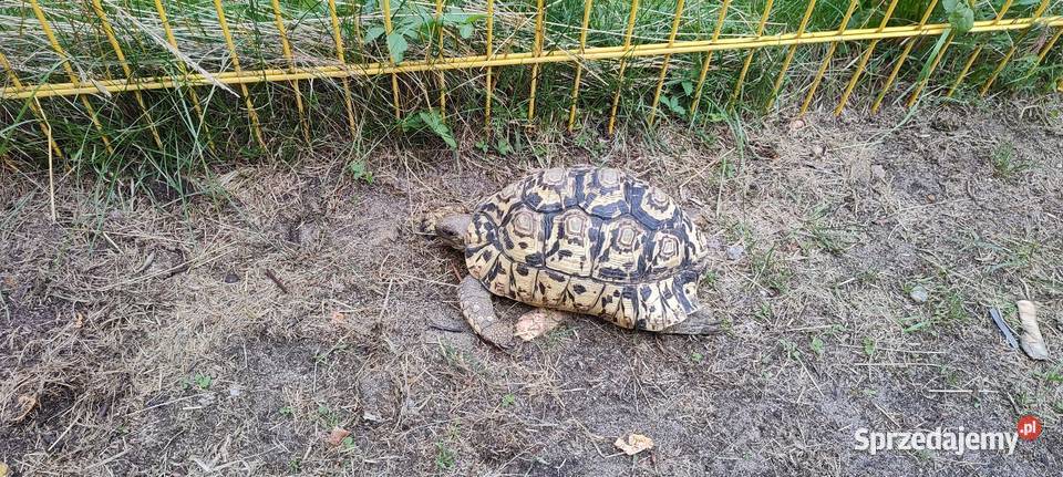 Żółwie Lamparcie Stigmochelys pardalis ok 20