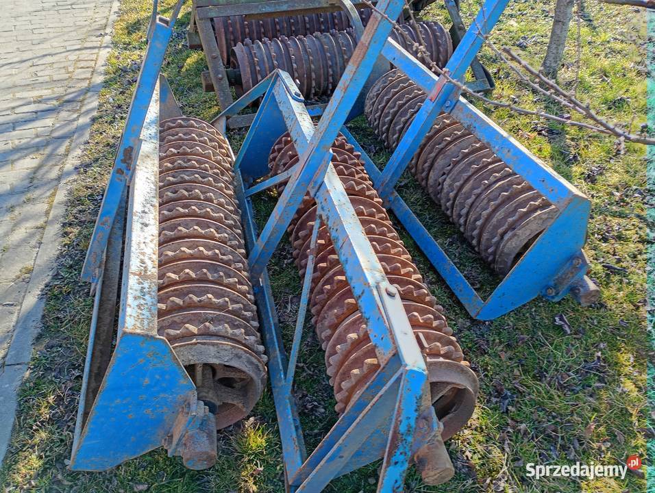 Wały posiewne dalbo Cambridge wysokie 38 Sośno