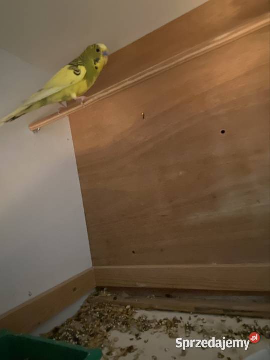 Falisty Ptaki Damasławek