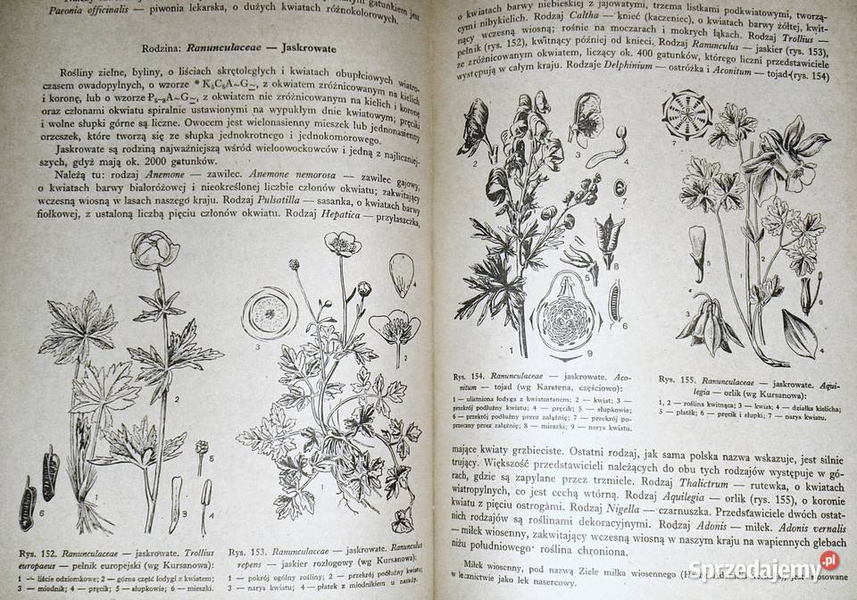 Zarys systematyki roślin Jakub Mowszowicz Chełm