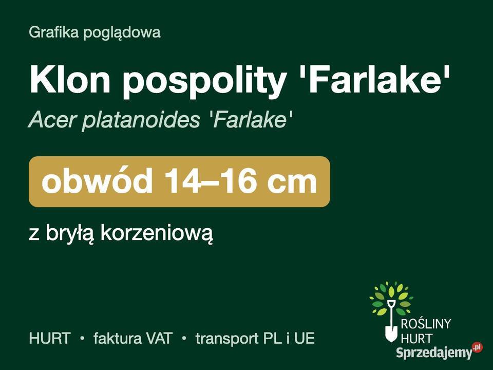 Klon pospolity Farlake obwód 1416 z bryłą HURT Liściaste wielkopolskie
