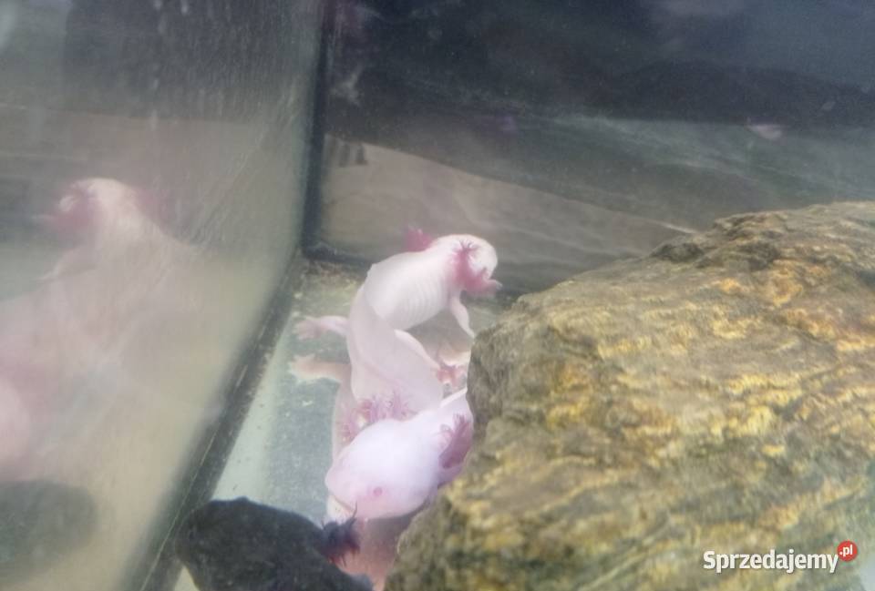 Aksolotl Abystoma Mexykańska Akselotl Różne