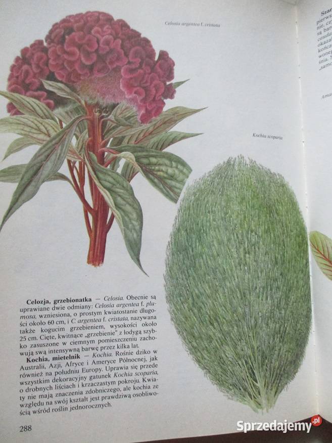 Kwitnący ogród ogród uprawa kwiaty rosliny Łódź sprzedam