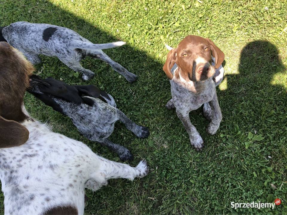 Szczeniaki wyżeł niemiecki krótkowłosy Wadowice sprzedam