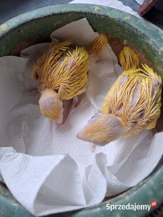 aleksandretty obrożne młode ręcznie karmione Bytom sprzedam