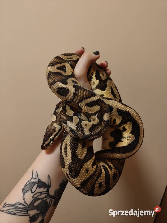 Samiec pyton leopard pastel het clown python śląskie Łaziska Górne sprzedam