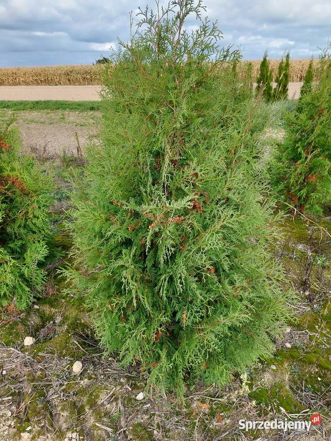 Tuja brabant na żywopłot thuja tuje 170 Końskowola sprzedam
