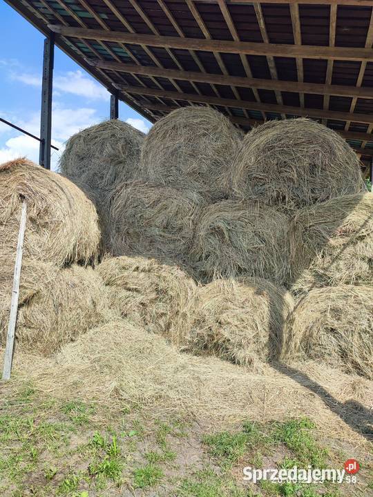 Siano zbiór 2023 roku duże baloty 150x120 Chwałowice