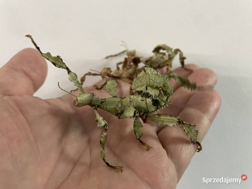 straszyki australijskie w Gliwicach Pozostałe śląskie