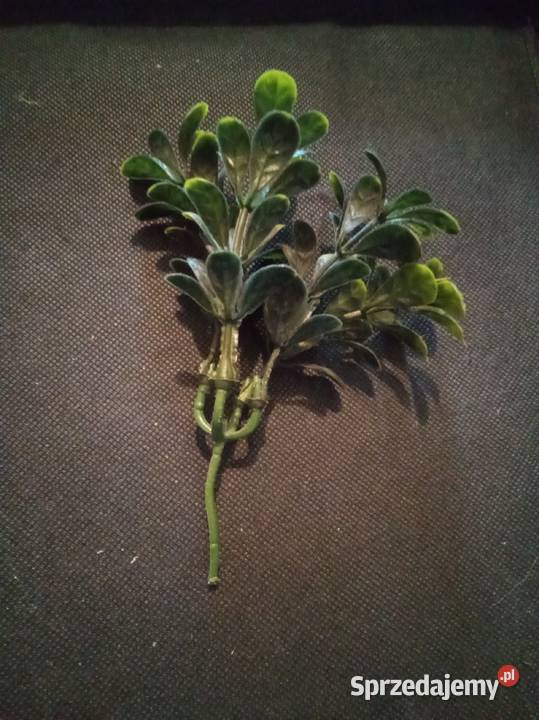 Sztuczny bukszpan plastikowy mazowieckie