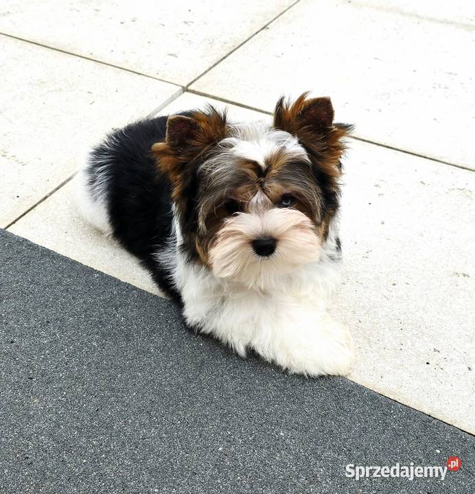Malutki piesek 100 Biewer Yorkshire Terrier Do Orzesze sprzedam