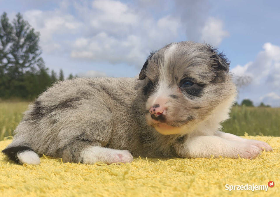 Wspaniała suczka bluemerle BORDER COLLIE Iwonicz sprzedam