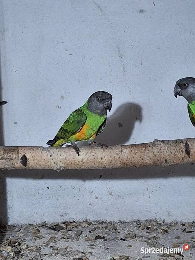 Sprzedam senegalka afrykańska Wodzisław Śląski