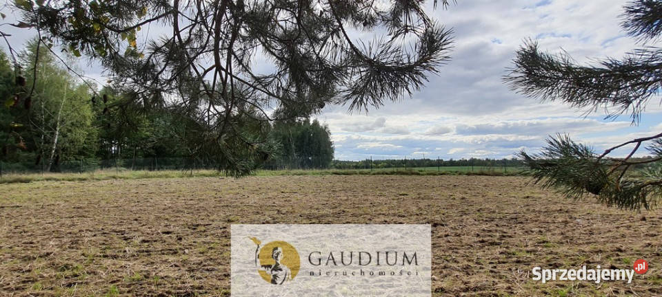 Koteże działka tuż lesie