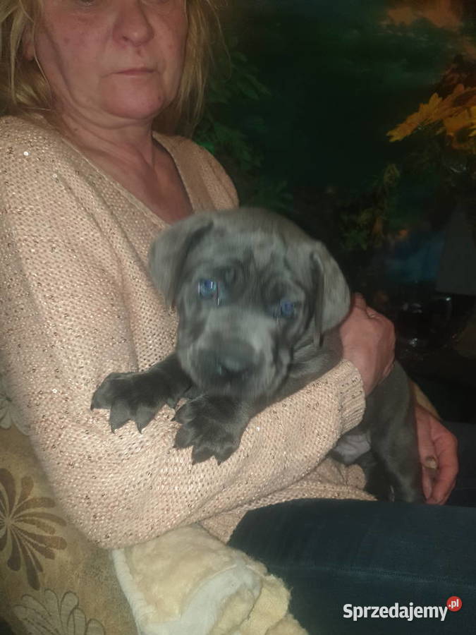 Cane Corso łódzkie Łódź