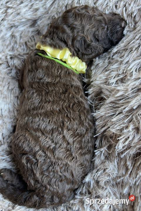 Hiszpański Pies Dowodny Szczenięta Porąbka