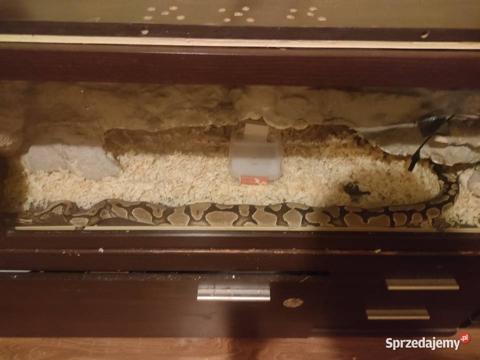 Pytam królewski regulacji Stalowa Wola