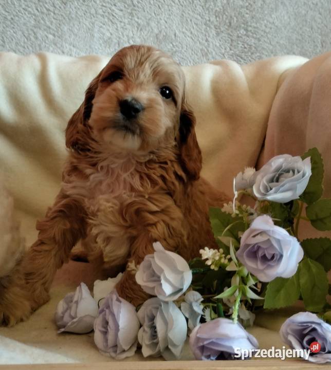 Cockapoo F1 pieski Spaniel Pudel Pozostałe Toruń