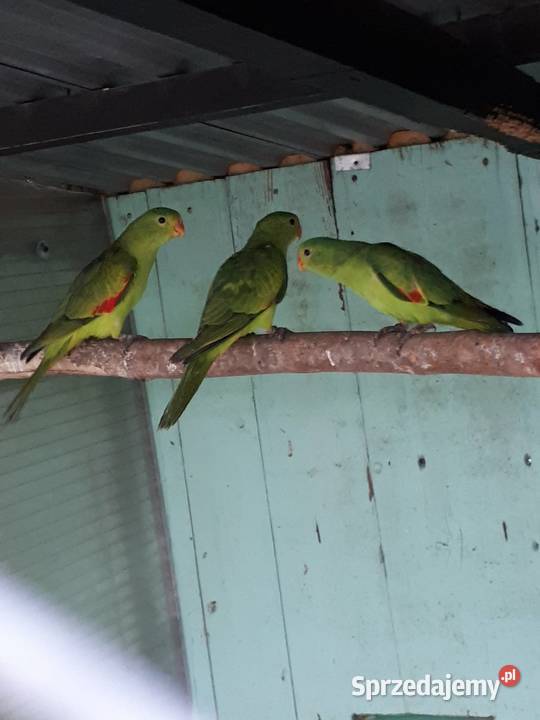 Papugi czerwonoskrzydłe krasnopiórki Skała sprzedam
