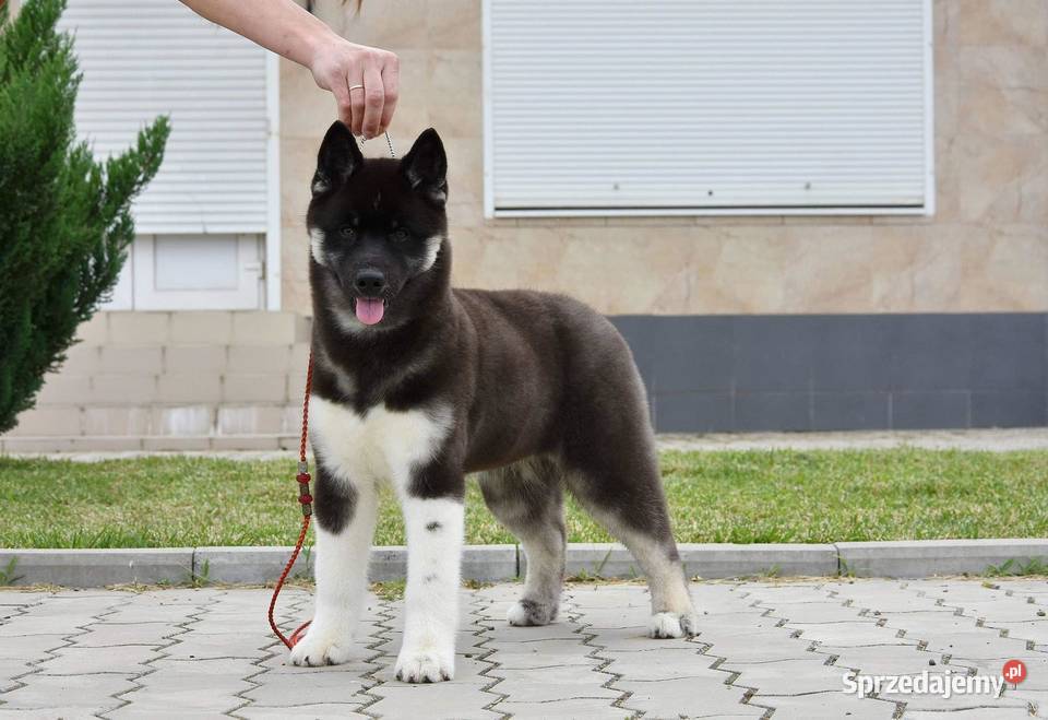 Szczenięta Siberian Husky ZKwPFCI