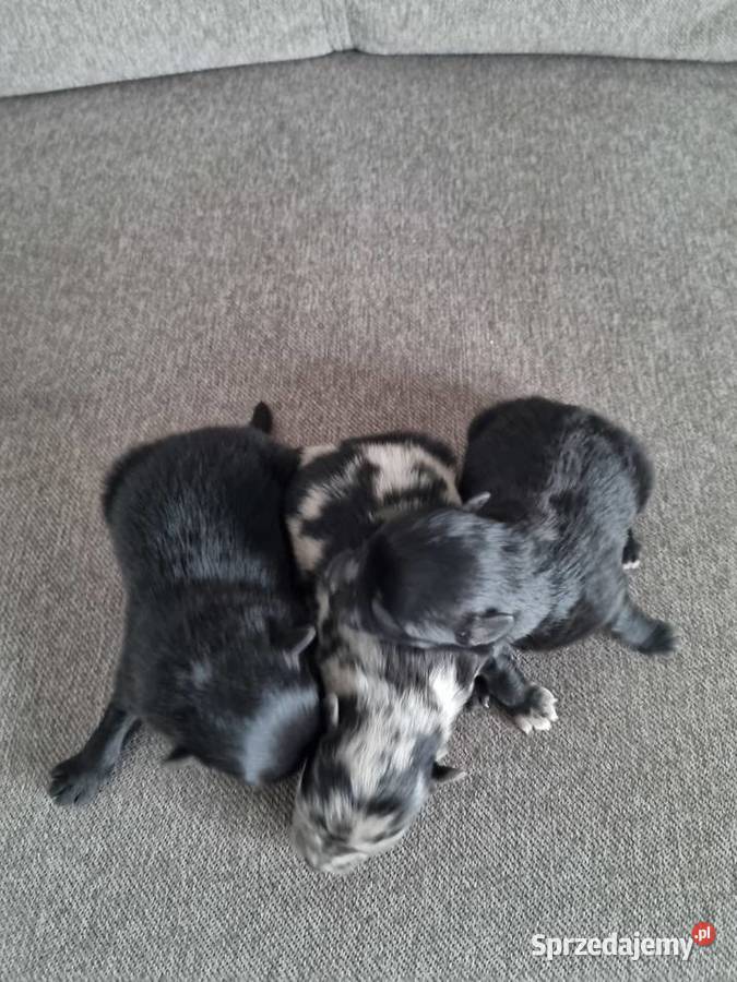 Szpic miniaturowy szczenięta wielkopolskie Wieruszew