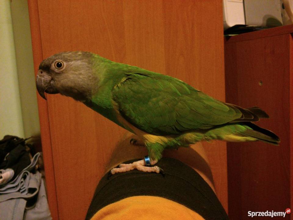 Senegalka afrykanka SAMICA 2011r ręcznie Jasło