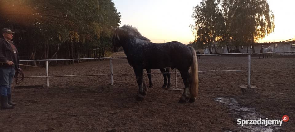 Sprzedam Ogiera zimnokrwistego mazowieckie Ujrzanów