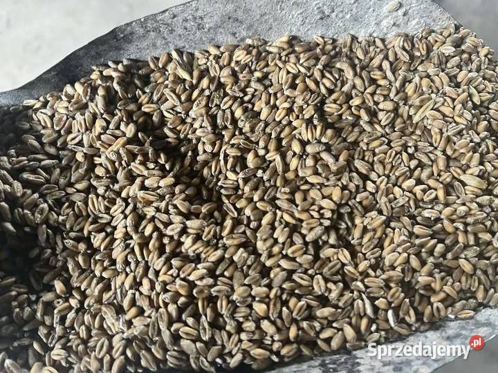 Przenica jara Anakonda Zboża Ratoszyn sprzedam