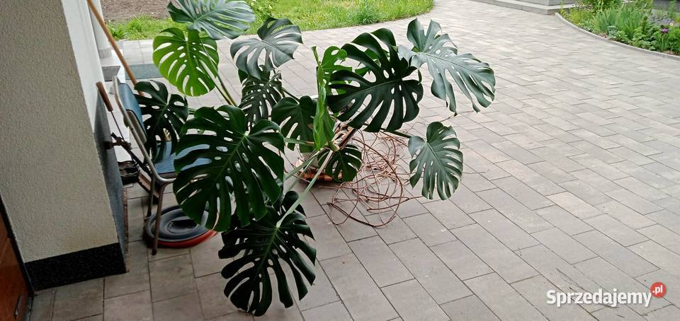 Monstera Halinów