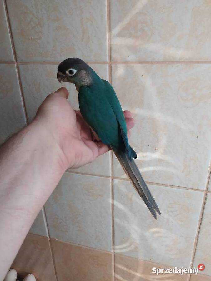 Papugi rudosterki ręcznie karmione Tychy