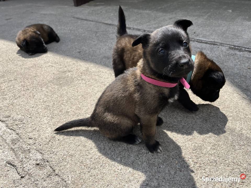 Owczarki belgijskie Malinois śląskie Racibórz