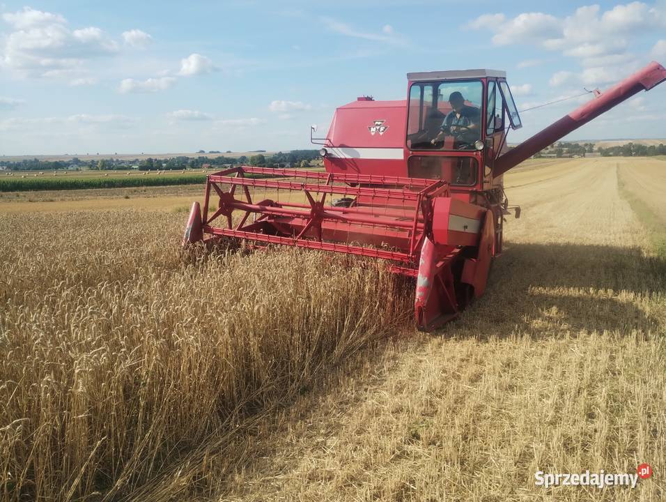 Kombajn zbożowy Massey Ferguson 487