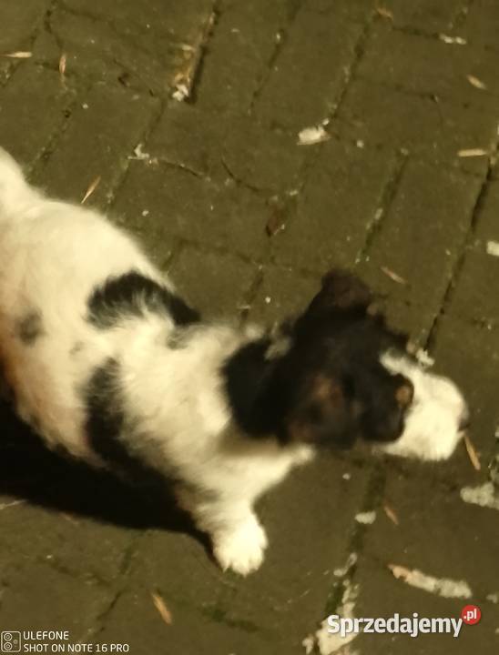 Sprzedam Fox teriera szczeniakka