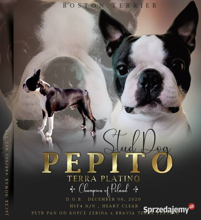 Reproduktor Boston Terrier Champion ZkwP FCI Krycie i reprodukcja małopolskie Kraków usługi dla zwierząt