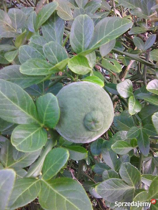 Pomarańcza trójlistkowa Poncirus sadzonka P9