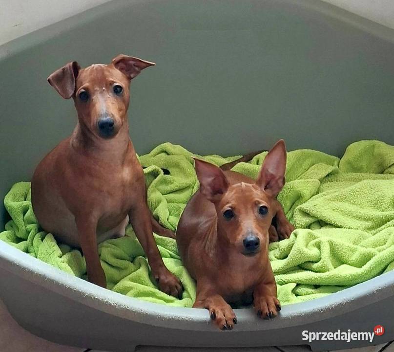 Pinczer pinczery pinczerki miniaturowe z Pozostałe Chojnice