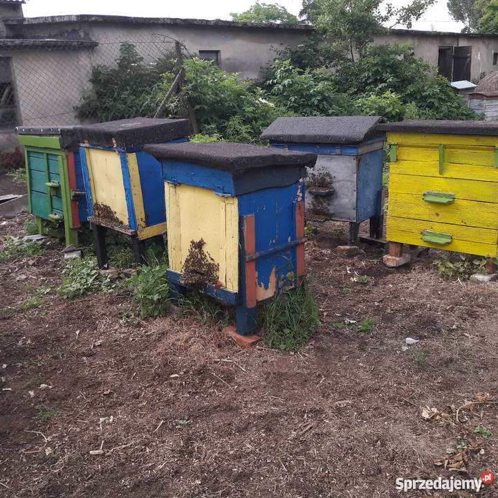 Ule z pszczołami Warszawskie Poszerzane STAN Bydgoszcz