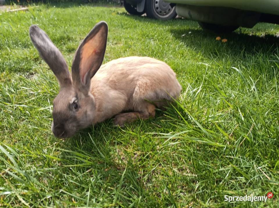 Samica srokacz niemiecki Zwierzęta Górki